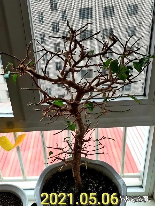 三角梅用什么土栽培好?有哪些技巧?