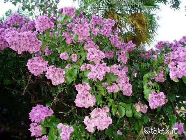 三角梅用什么土栽培好?有哪些技巧?