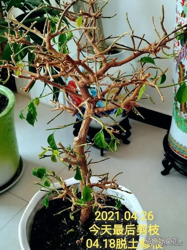 三角梅用什么土栽培好?有哪些技巧?