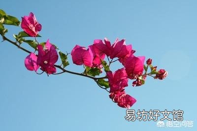 三角梅用什么土栽培好?有哪些技巧?