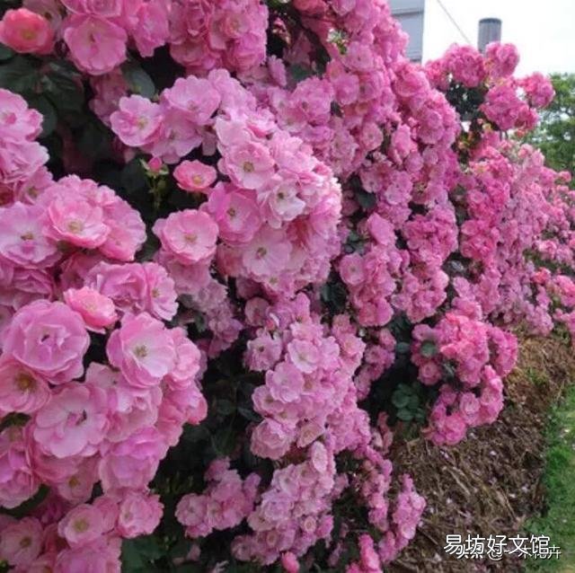 冬天哪些月季比较抗寒?