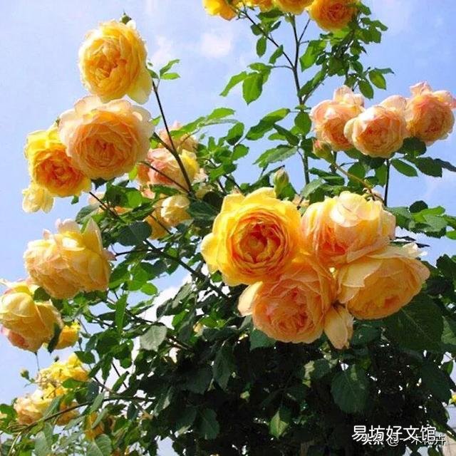 冬天哪些月季比较抗寒?