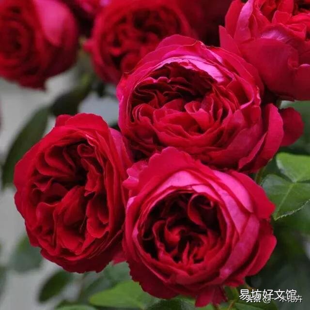 冬天哪些月季比较抗寒?