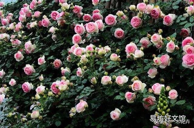 冬天哪些月季比较抗寒?