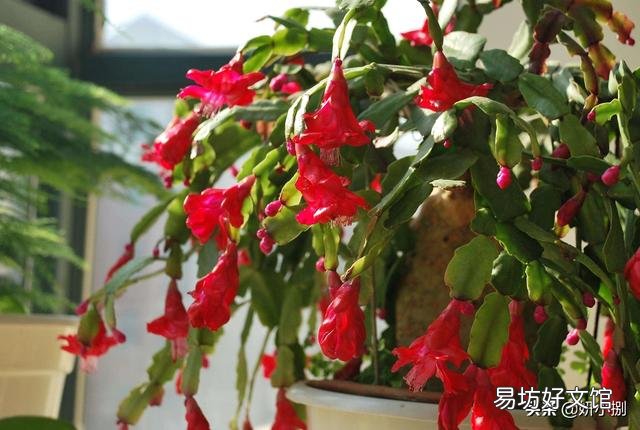 蟹爪兰能用草木灰吗?