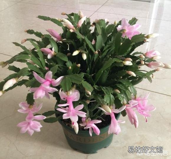 蟹爪兰能用草木灰吗?