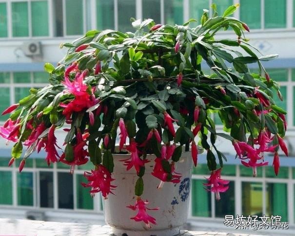 蟹爪兰能用草木灰吗?
