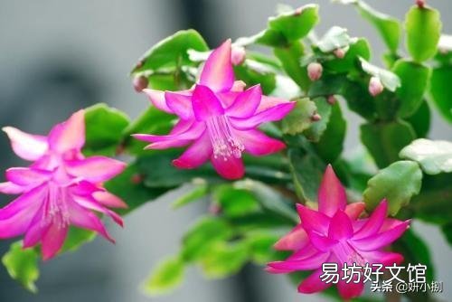 蟹爪兰能用草木灰吗?