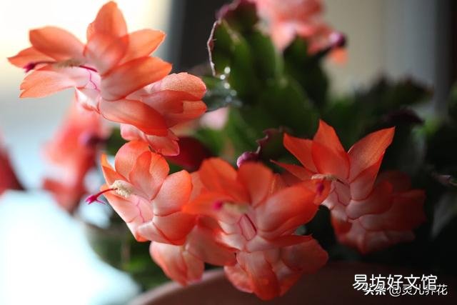 蟹爪兰能用草木灰吗?