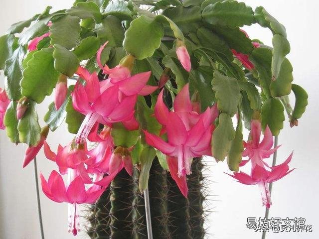 蟹爪兰能用草木灰吗?
