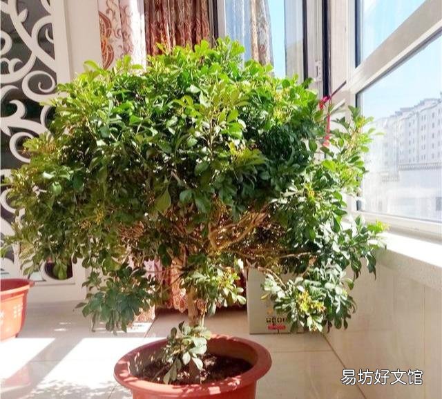 米兰的叶子一碰就掉是怎么回事?应该怎么养护?