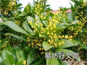 米兰的叶子一碰就掉是怎么回事?应该怎么养护?