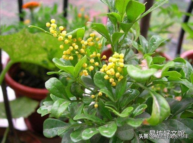 米兰的叶子一碰就掉是怎么回事?应该怎么养护?