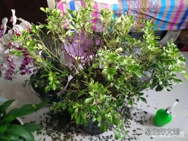 米兰的叶子一碰就掉是怎么回事?应该怎么养护?