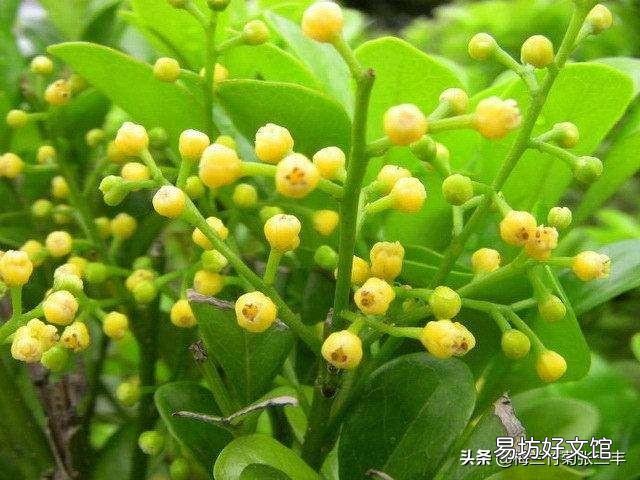 米兰的叶子一碰就掉是怎么回事?应该怎么养护?
