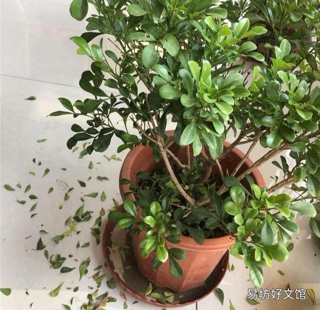 米兰的叶子一碰就掉是怎么回事?应该怎么养护?