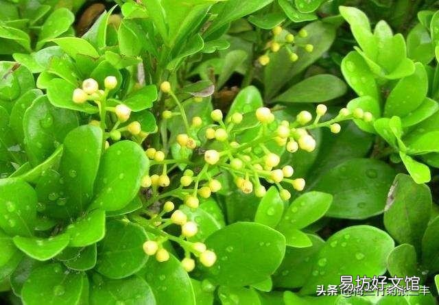 米兰的叶子一碰就掉是怎么回事?应该怎么养护?