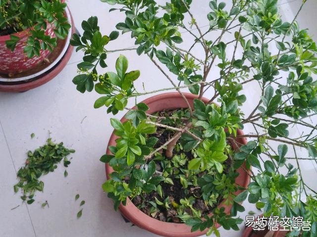 米兰的叶子一碰就掉是怎么回事?应该怎么养护?