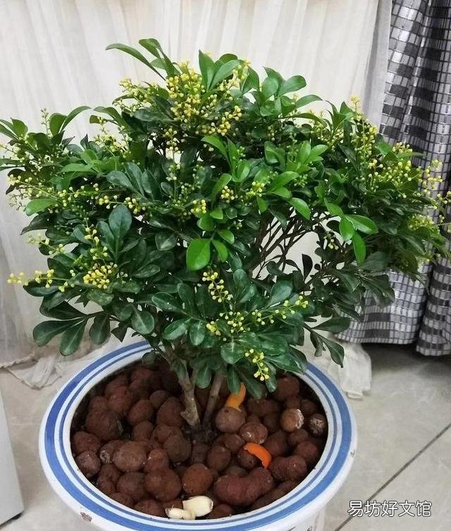 米兰的叶子一碰就掉是怎么回事?应该怎么养护?