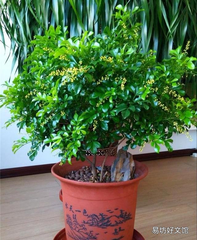 米兰的叶子一碰就掉是怎么回事?应该怎么养护?