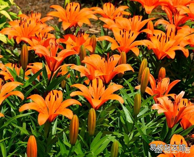 现在进入冬季了,开败了的百合花接下来应该怎样管理?