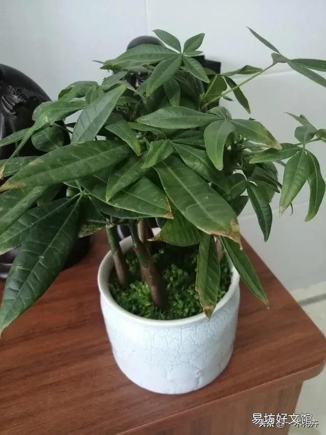 大家帮忙看看我这棵发财树出了什么问题呀?