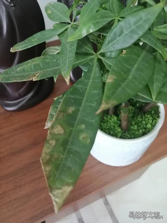 大家帮忙看看我这棵发财树出了什么问题呀?