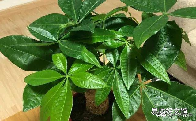 大家帮忙看看我这棵发财树出了什么问题呀?