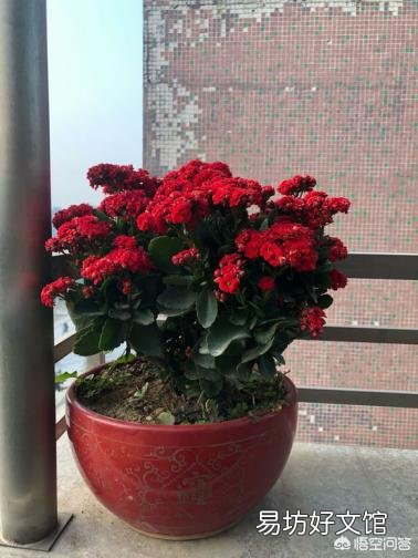长寿花光照时间长能不能开花,怎么样?
