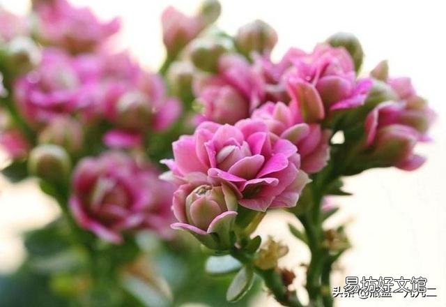 长寿花光照时间长能不能开花,怎么样?