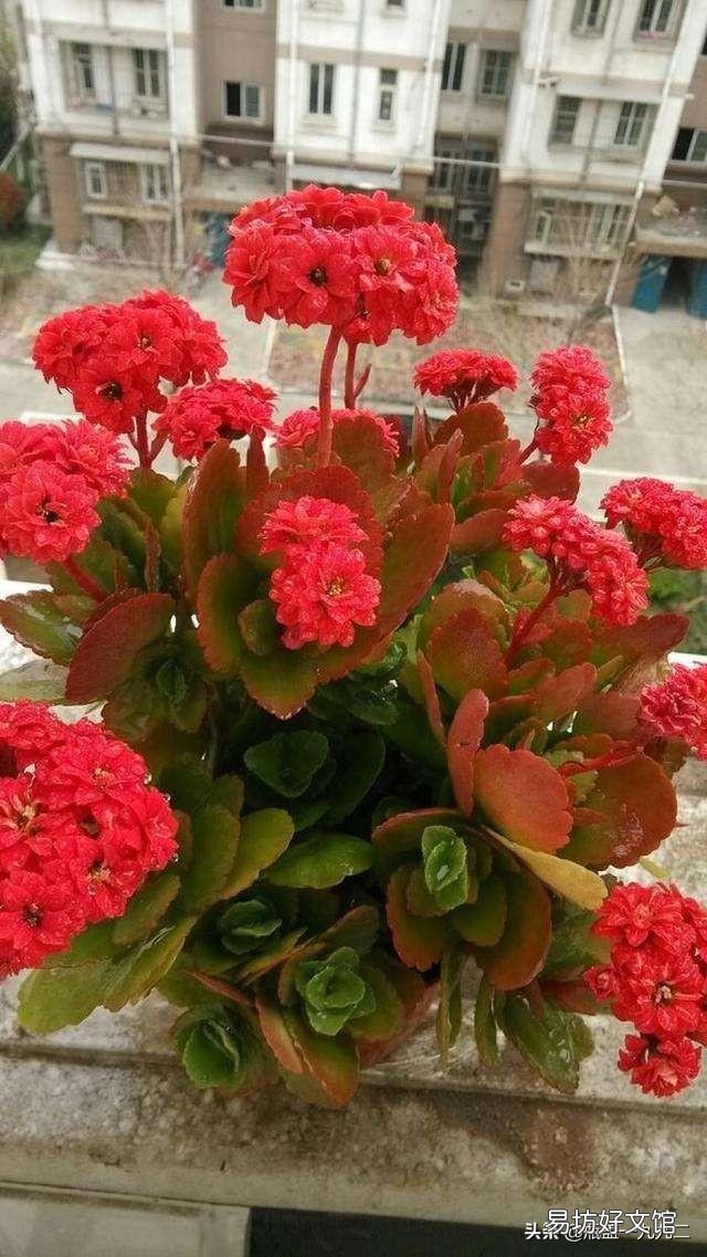 长寿花光照时间长能不能开花,怎么样?