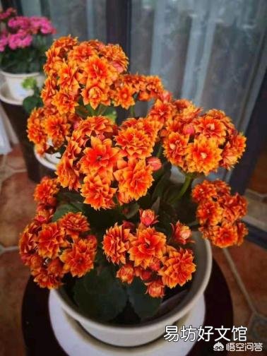 长寿花光照时间长能不能开花,怎么样?