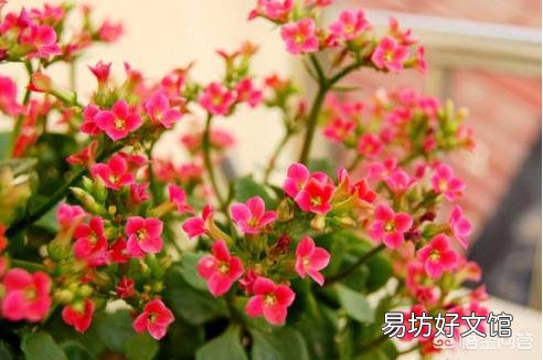长寿花光照时间长能不能开花,怎么样?