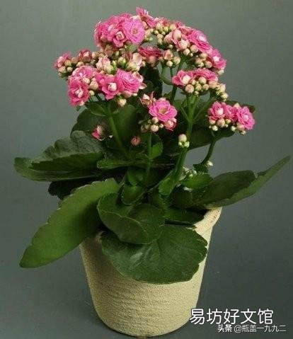 长寿花光照时间长能不能开花,怎么样?
