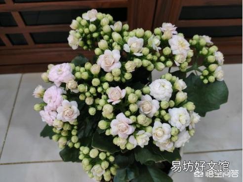 长寿花光照时间长能不能开花,怎么样?
