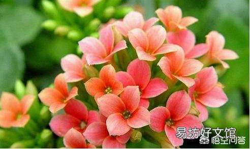 长寿花光照时间长能不能开花,怎么样?