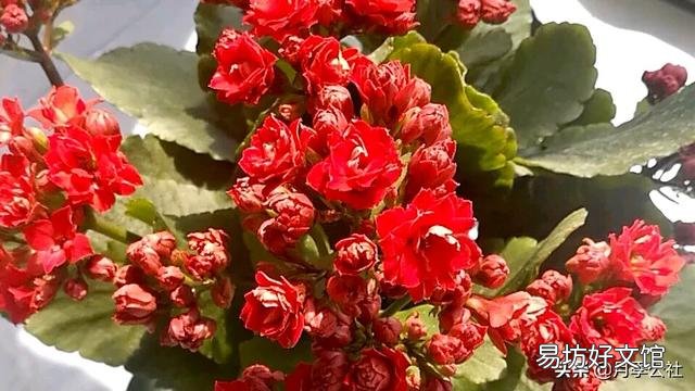 为什么长寿花,养护在阴凉位置,不开花?