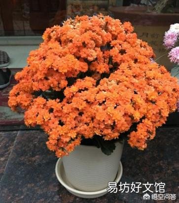 为什么长寿花,养护在阴凉位置,不开花?