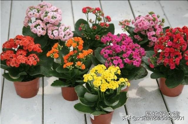 为什么长寿花,养护在阴凉位置,不开花?