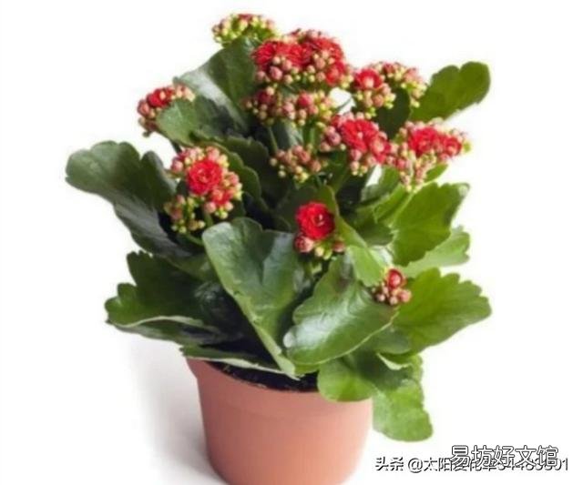 为什么长寿花,养护在阴凉位置,不开花?