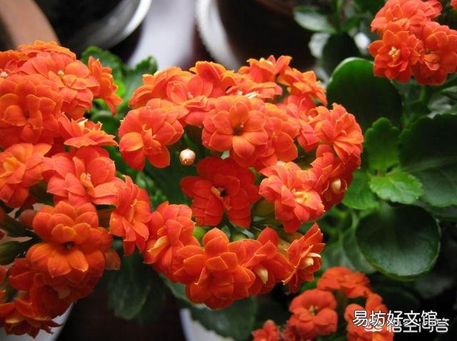 为什么长寿花,养护在阴凉位置,不开花?