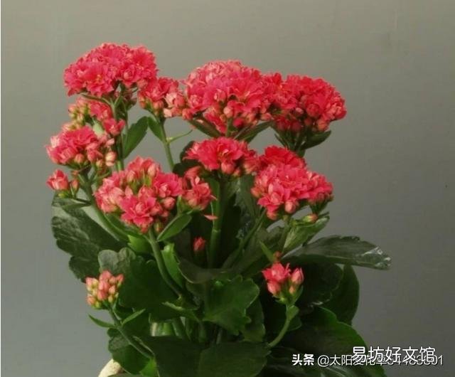为什么长寿花,养护在阴凉位置,不开花?