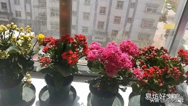 为什么长寿花,养护在阴凉位置,不开花?