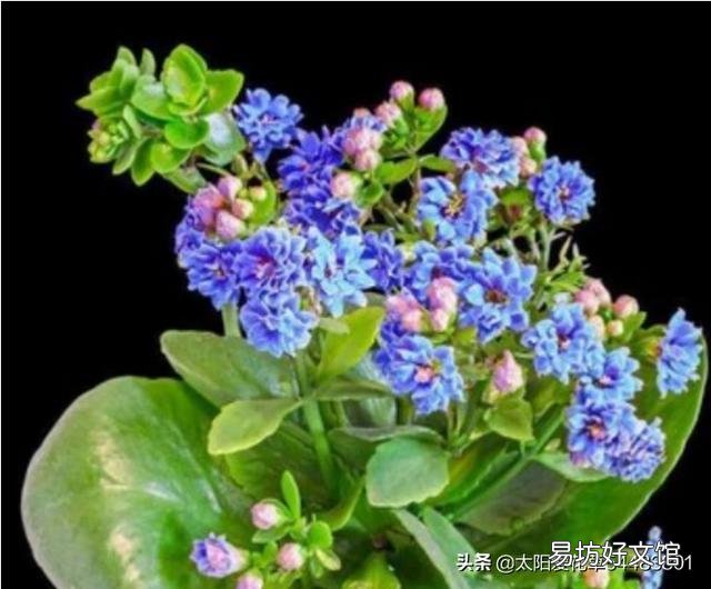 为什么长寿花,养护在阴凉位置,不开花?