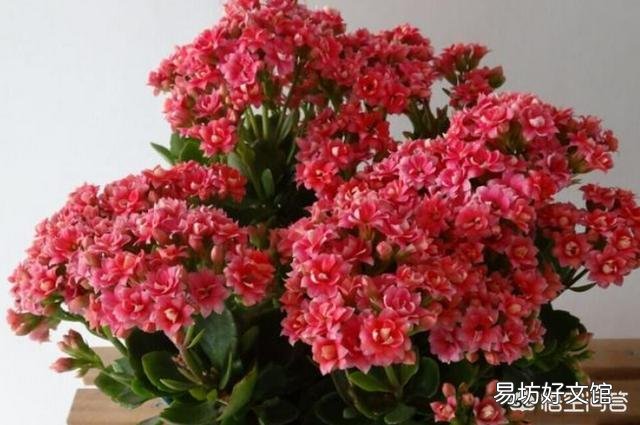 为什么长寿花,养护在阴凉位置,不开花?