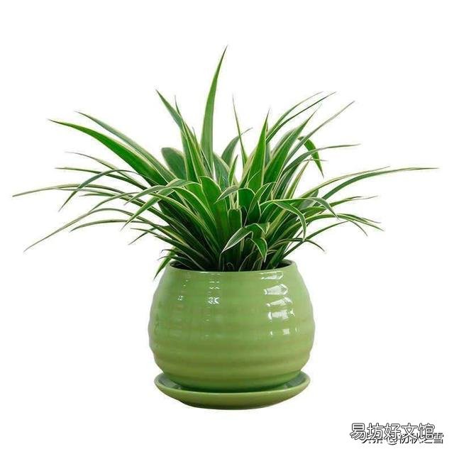 吊兰花怎样养才能嫩绿有光泽?