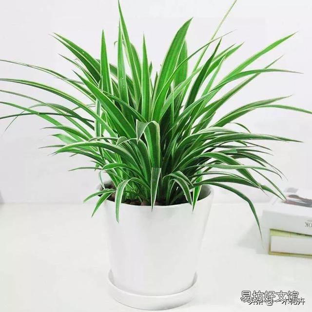 吊兰花怎样养才能嫩绿有光泽?