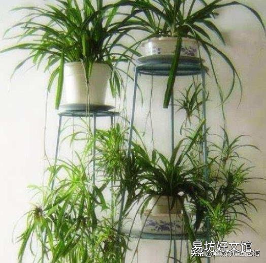 吊兰花怎样养才能嫩绿有光泽?