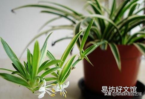 吊兰花怎样养才能嫩绿有光泽?
