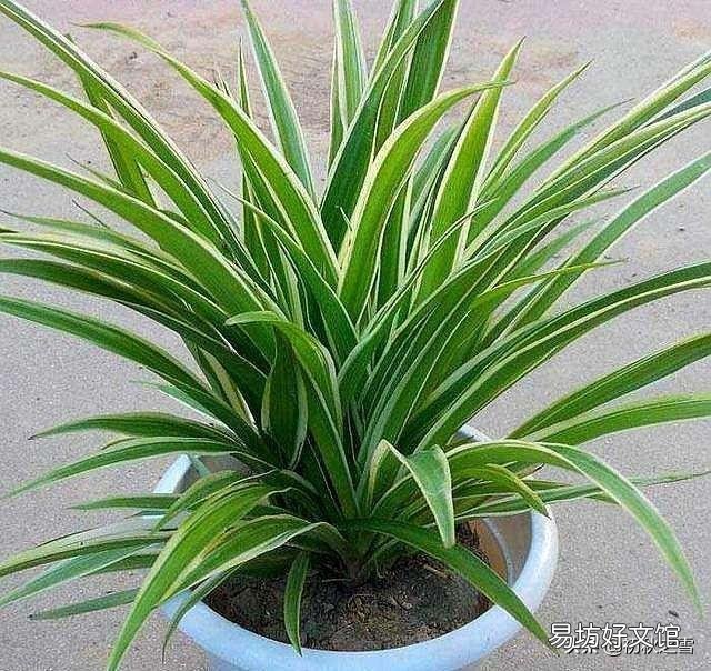 吊兰花怎样养才能嫩绿有光泽?